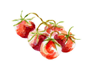 fresh tomato illustration. Hand drawn watercolor on white background.