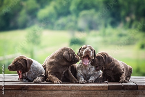 Teneri Cuccioli Di Kurzhaar Stock Photo And Royalty Free Images On