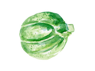 fresh brussel sprout illustration. Hand drawn watercolor on white background.