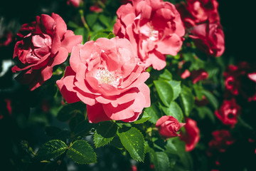 Red roses bush in the garden