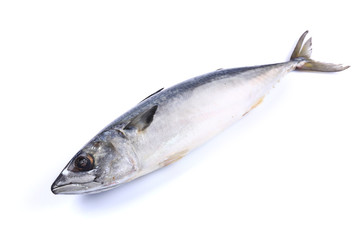Mackerel fish on a white background (isolated). Close up