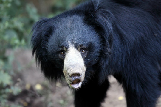 The sloth bear (Melursus ursinus), also known as the labiated bear, portrait
