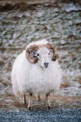 Obraz premium Adorable little Icelandic fluffy sheep roaming in the wild