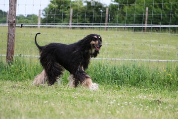 afghanischer windhund hat spaß im garten