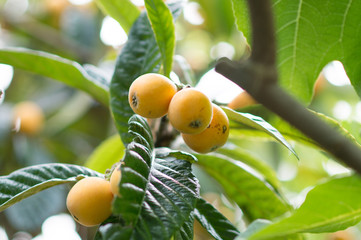 新鮮なビワの実