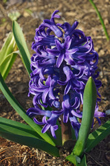 Common hyacinthus (Hyacinthus orientalis). Called Garden Hyacinth and Dutch Hyacinth also