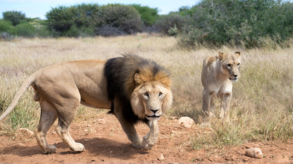 Obraz na płótnie Canvas Lion and Lioness in Naankuse safari park, Namibia