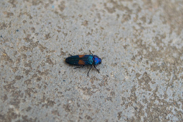 Blue beetle Chrysochroa mniszechi