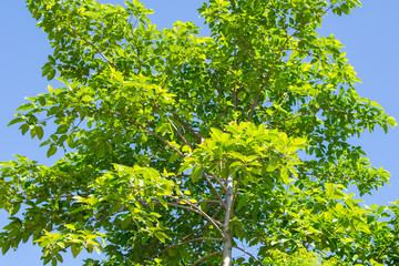 Fototapeta premium green tree with blue sky background