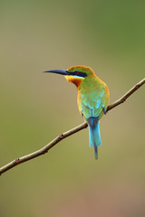 The blue-tailed bee-eater (Merops philippinus) sitting on the branch