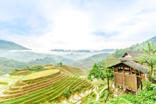 View on rice terrace fields by longesheng in China