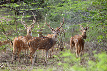 The Sri Lankan axis deer (Axis axis ceylonensis) or Ceylon spotted deer, herd of males in the bush
