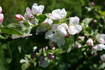 Apfelbaum Blüte