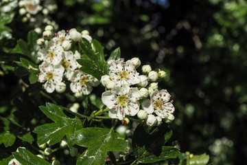 Weißdorn, Crataegus monogyna