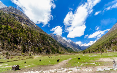 Fototapeta na wymiar View on Yak herd in green valley of tibetian Highlands