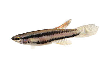 Lagos Red Killifish Female aquarium fish Killi Aphyosemion bitaeniatum 