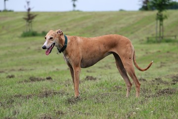 windhund steht im Park