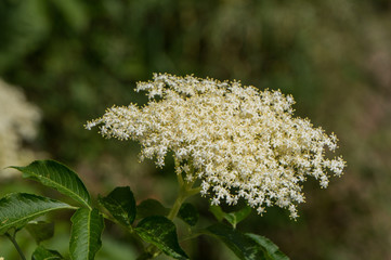 Elder flower in the wild