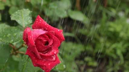 Red rose. Rain falling on rose. - Powered by Adobe