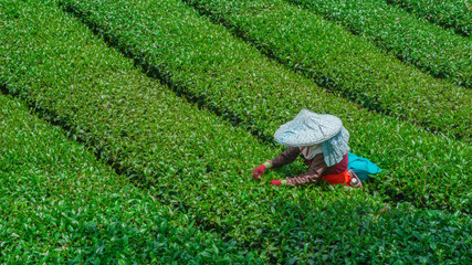 The worker collect tea leaves in the Tea plantation on a good day