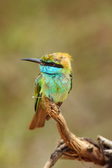 The green bee-eater (Merops orientalis) sometimes little green bee-eater sitting on the branch with green background