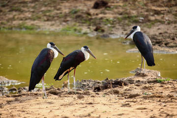 The woolly-necked stork or whitenecked stork (Ciconia episcopus),trio standing on the bank of a...