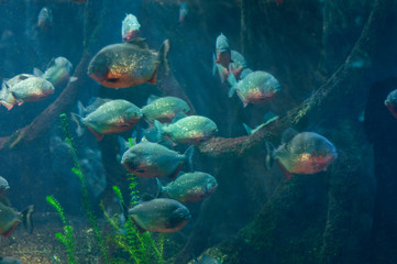 Fototapeta na wymiar dangerous piranhas in the water