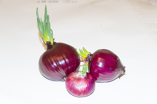 Red violet onion with green sprout