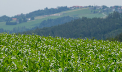 Field of corn in the foreground with beautiful scenery in the background