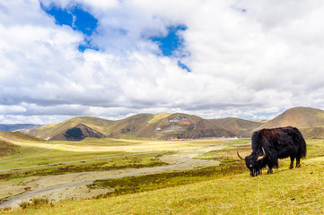 View on Yak by tagong grassland in Sichuan