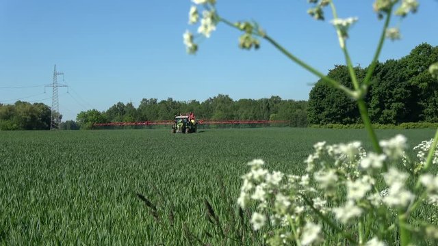 Agriculture farm tracktor spraying wheat field with chemicals and fertilizer