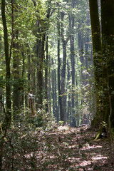 Italy Calabria Aspromonte - Old trees of beech -  The Aspromonte is a mountain massif in the province of Reggio Calabria,  southern Italy