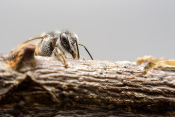 bee climb on branch near honeycomb