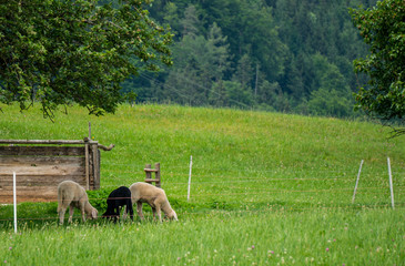 Lambs grazing in an alpine meadow