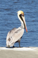 Brown pelican Pelecanus occidentalis