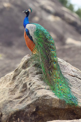 Naklejka premium The Indian peafowl or blue peafowl (Pavo cristatus) on the rock