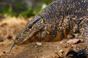 The water monitor (Varanus salvator) , portrait