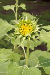 bud sunflower in nature garden