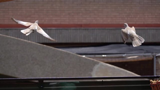 Flying pigeon, slow motion. Two pigeons are calm and they fly on City landscape