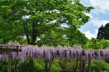 Fototapeta premium Flowering wisteria, Kyoto Japan 藤棚 日本