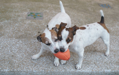 Dogs are playing a ball
