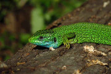 Naklejka na ściany i meble European green lizard (Lacerta viridis)