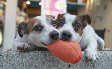 Dogs are playing a ball