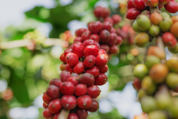 Branch of red coffee beans