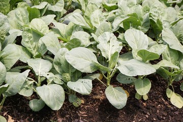 fresh green brassica alboglabra plant in nature garden