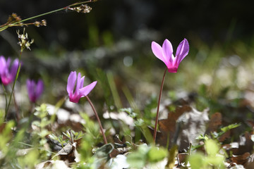 ciclamino selvatico