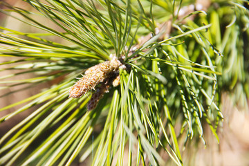 A branch of a tree A young, bright green needle of a cedar tree close-up on a blurred background.