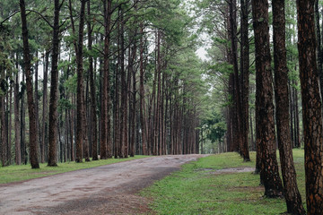Pine trees road.