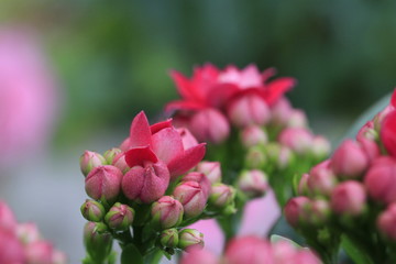Fleißige Käthchen im Blumentopf