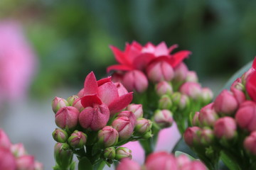 Flei&szlig;ige K&auml;thchen im Blumentopf